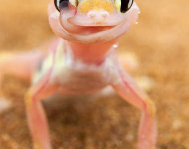 《粉紅色壁虎》想喝水還可以舔舔自已的眼睛～