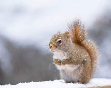《松鼠的生活》真的是超治癒超可愛～