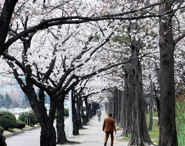 昌原《櫻花道》盛開~不趁早卡位就拍不到浪漫獨照囉
