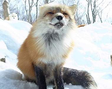 《宮城蔵王狐狸村》狐狸也是意外的治癒系～