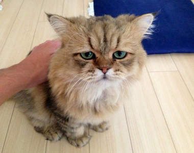 Twitter人氣《困惑顏貓》其實你是貓界的＂趴魯魯＂吧♥