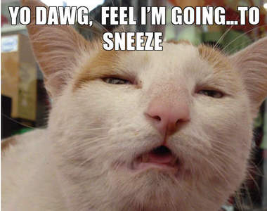 《打噴嚏的貓貓》喵、喵、喵－－啾！>´౪´<