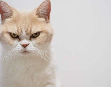 《怒顏貓小雪》人家真的沒在生氣啦而且要出書了啦（瞪）