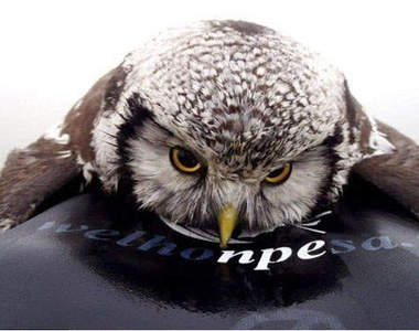 不慎落水《貓頭鷹》搭乘順風船上岸