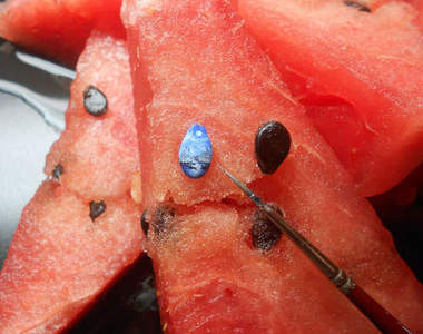 《迷你畫作》畫在西瓜子跟仙人掌上~太強了....