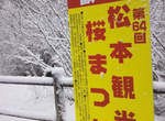 白雪覆蓋櫻花季卻意外出現「櫻雪」的奇蹟美景♥ 白雪覆蓋櫻花季卻意外出現「櫻雪」的奇蹟美景♥