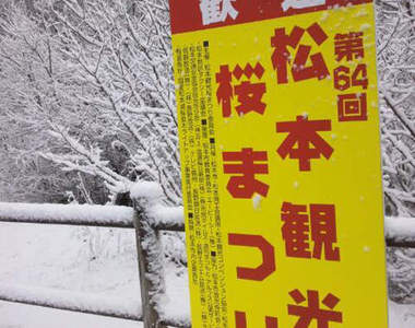 白雪覆蓋櫻花季卻意外出現「櫻雪」的奇蹟美景♥