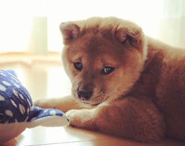 《柴犬小妞Marron》耳朵跟泰迪熊一樣可愛❤