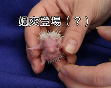 剛出生的小刺蝟　根本是小棵仙人掌Σ(ﾟДﾟ) （秒萌殺）