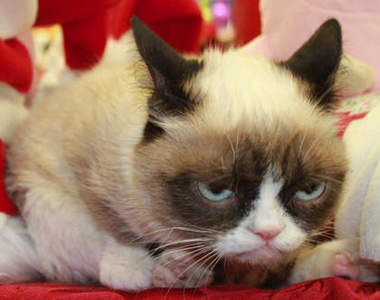 《脾氣暴躁貓》太夯～粉絲自製周邊～`ᴥˊ