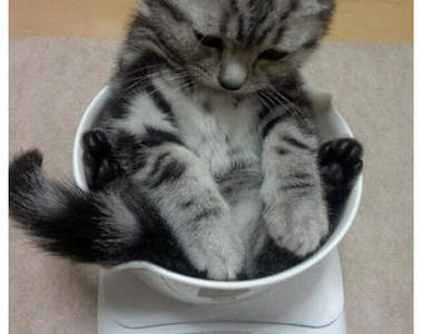 《小貓的體重測量》可愛模樣萌翻推民惹⚈̤꒫⚈̤