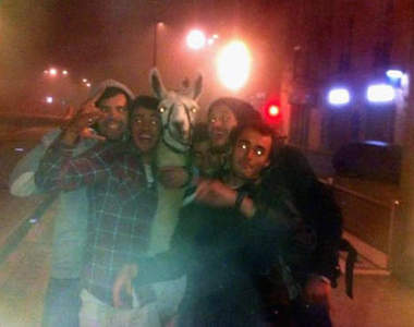 法國《綁架駱馬事件》醉漢真的創意無限...（喂！）