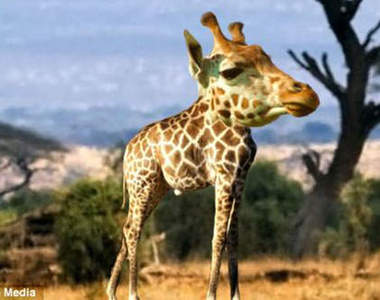 《沒脖子的動物》脖子怨恨團~脖子甚麼的通通消失吧(吼~)