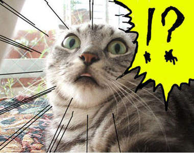 擬人《表情貓》~好想衝過去抱牠們啊ⓛωⓛ