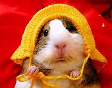 另類《倉鼠裝》只要一探頭就能隨時變裝