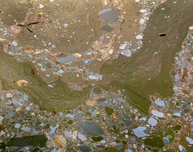 美國《髒髒運河》攝影集　這未免也太噁心......