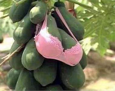 《性感水果》這樣怎麼好意思吃它呢(羞)