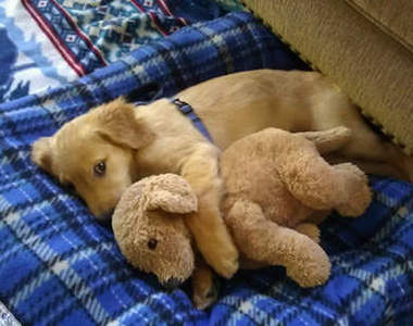 《動物相似顏》旁邊這跟我長得好像喔