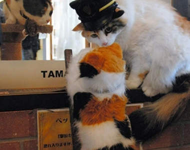 《貓咪站長》小玉跟二玉的神秘新朋友登場！？