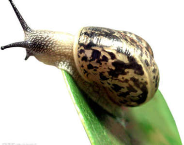 詭異《活蝸牛美容》鼻孔不會被塞住嗎wwwww