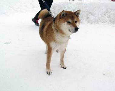 秋田《狗狗雪祭》我要抱著狗狗在雪地裡打滾(?)