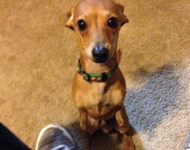 網路爆紅《袋鼠狗》可愛模樣讓人想要抱回家❤