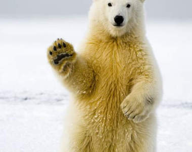 《熊熊攝影集》美國攝影師15年的心血結晶