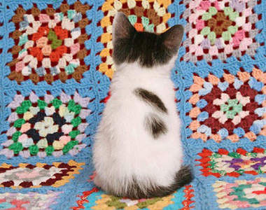 《不看鏡頭的貓》拜託轉過來看一下啦