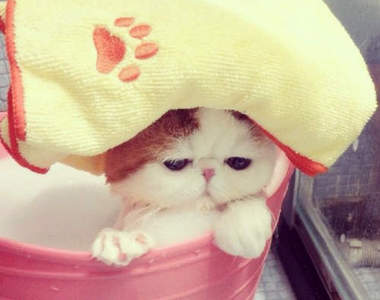 Snoopy Cat《紅小胖》喵的臉也太有戲了吧(=①ω①=)