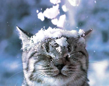 那些在冬天心情愉快的動物們 ♪