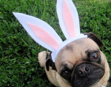《兔子狗》當狗狗們都戴上兔耳朵