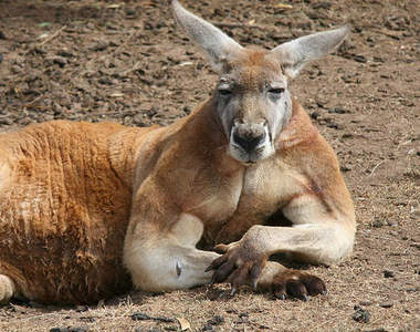 《袋鼠不是好惹的》為什麼千萬不要跟袋鼠打架