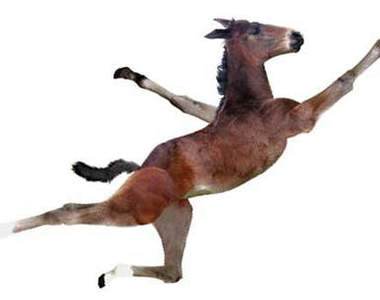 《馬術芭蕾》應該是不用穿舞裙吧?