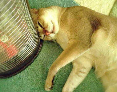 《貓的防寒對策》把寵物用暖墊拿給貓咪的結果...ෆ◕ㅂ◕ෆ