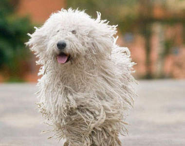 《拖把狗狗》可蒙犬　其實也滿像洗車機啊XDDD