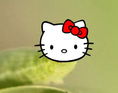 《Hello Kitty毛毛蟲》原來毛毛蟲也能這麼萌