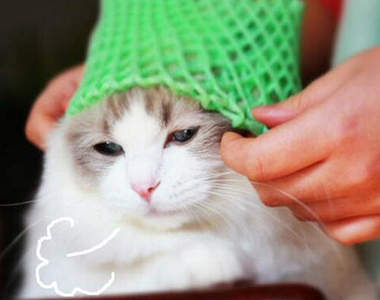 玩不膩的《水果網袋》連家裡毛孩子也一起被牽拖（苦笑）