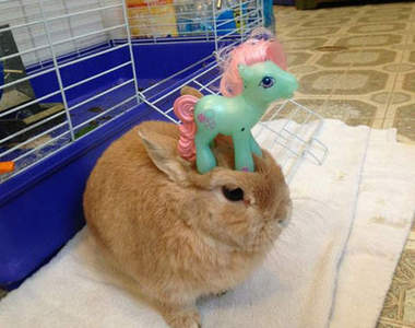 《頂功了得小萌兔》快承認其實你是模型吧～