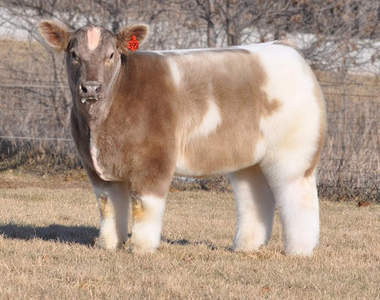 《萌牛》世界上最正的牛牛~