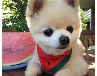 日本《人氣犬品種》最多人飼養的狗狗也要發表一下囉♥