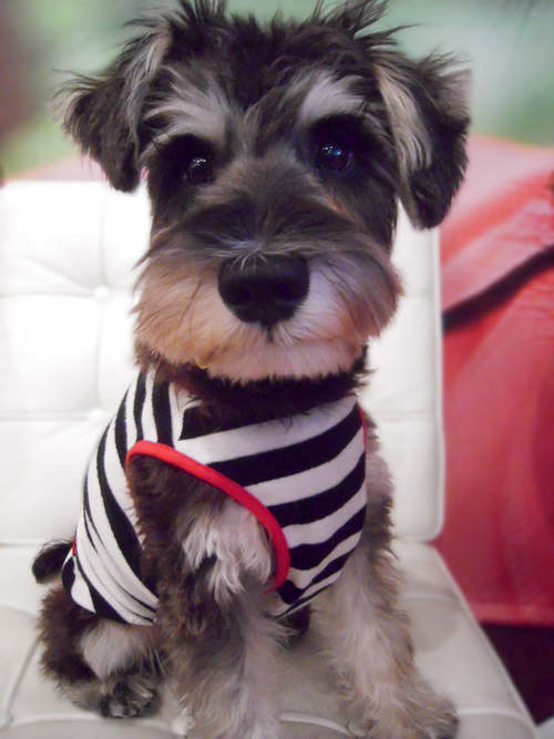 日本 人氣犬品種 最多人飼養的狗狗也要發表一下囉 宅宅新聞