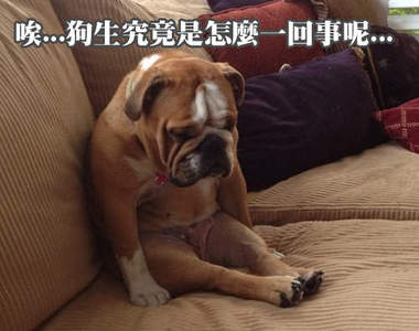 現在急需安慰的狗狗們 限你三秒鐘以內抱緊處理 ( ´・ω・)