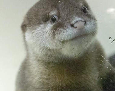 宮島水族館《水獺寶寶》不賣萌♥