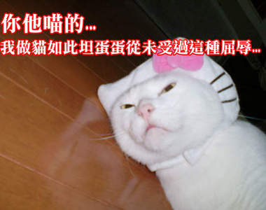 《一點都不可愛的貓咪》還、還是很可愛啦...(動搖)
