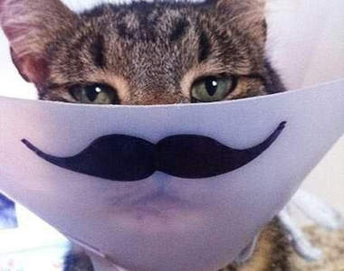 玩弄狗狗貓貓的防護頸圈　人家痛痛心情已經很差了你還（憋笑）