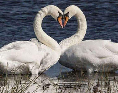 《愛心世界》這世界充滿愛阿～看看這些超有愛～♥