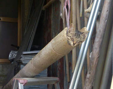 流水素麵變貓咪？不不不～這是貓咪大砲吧✩⚫꒳⚫✩