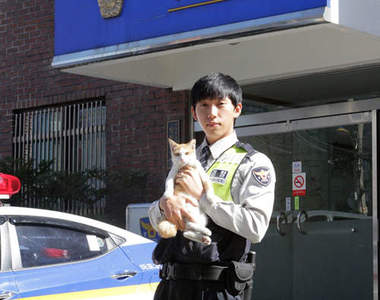 首爾派出所裡的貓老大《芒果》再吵也吵不醒牠睡覺?!