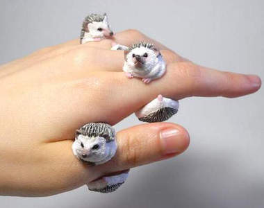 掛在手指上的迷你刺蝟是什麼新的寵物熱嗎?(誤)