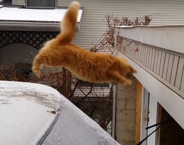 《最好笑跳躍0分動物》這一切都太腳滑了www